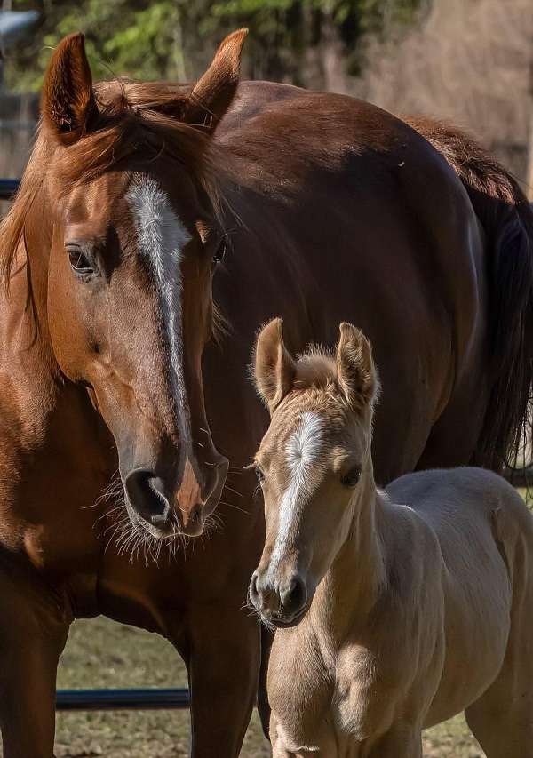 tennessee-walking-horse-for-sale