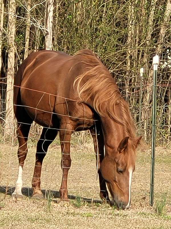 tennessee-walking-horse