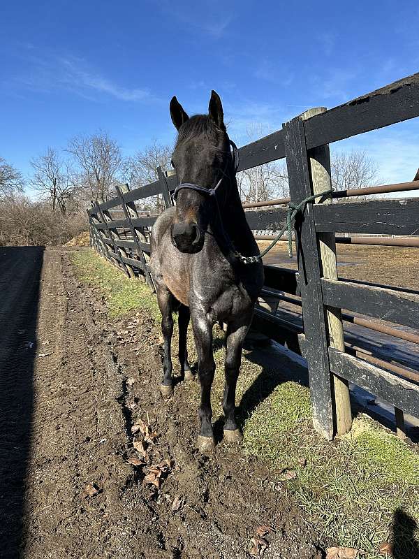 beginner-friesian-horse