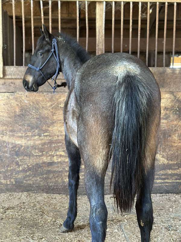 4h-friesian-horse