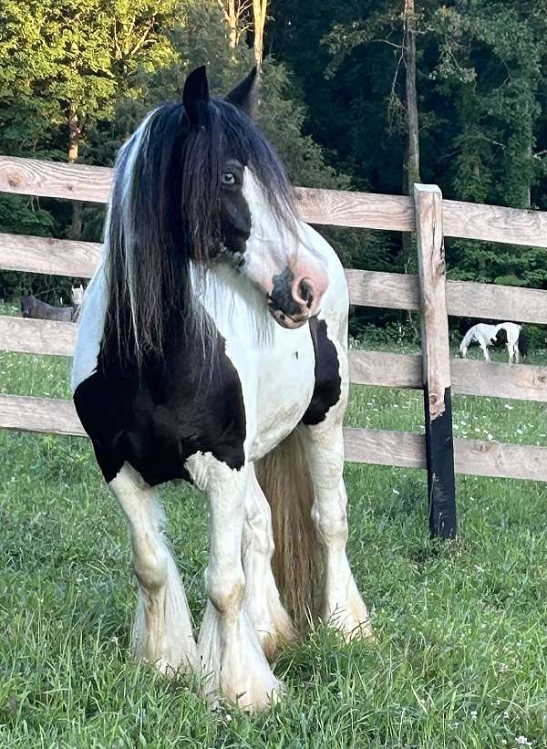 gypsy-vanner-broodmare