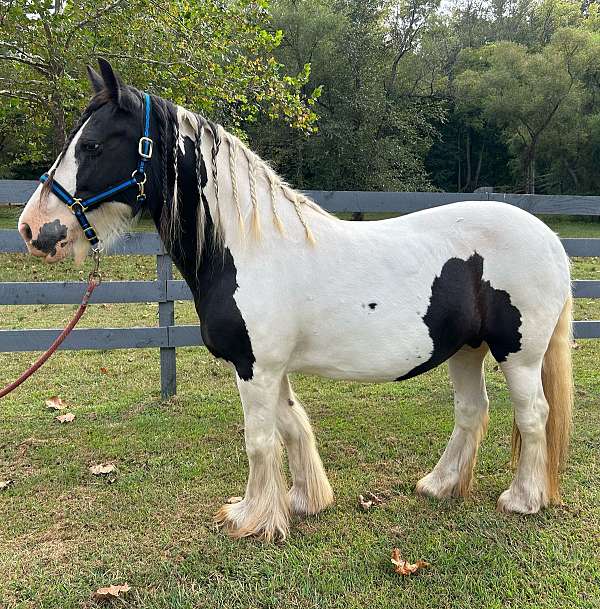 gypsy-vanner-horse