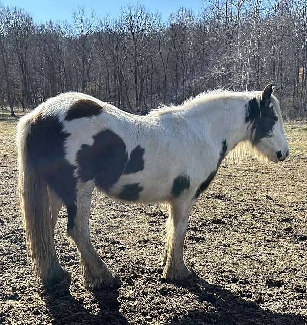 gypsy-vanner-horse