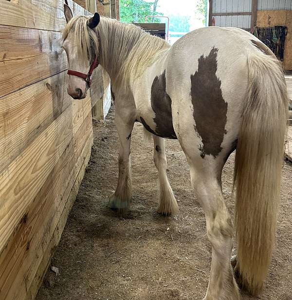 gypsy-vanner-filly