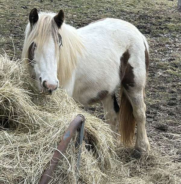 gypsy-vanner-filly