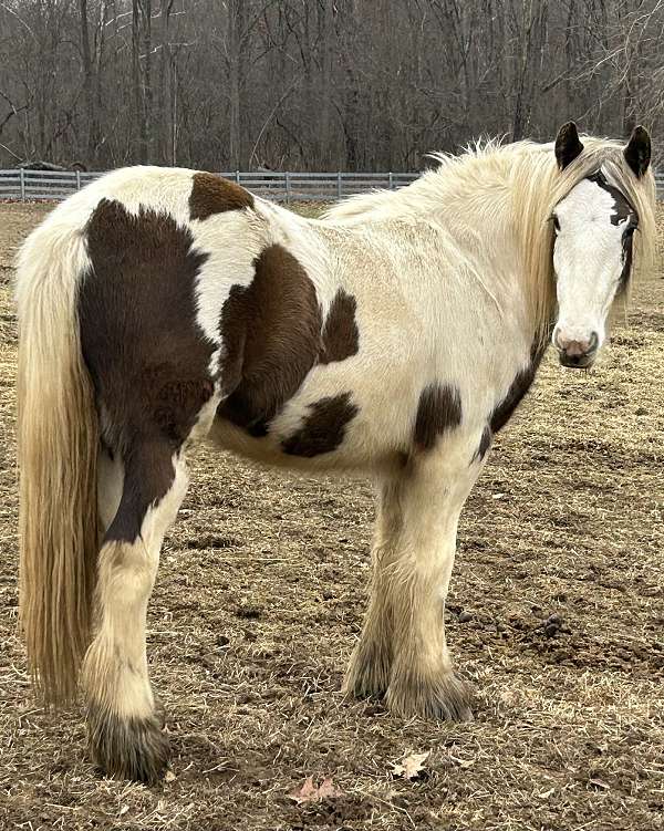 gypsy-vanner-horse