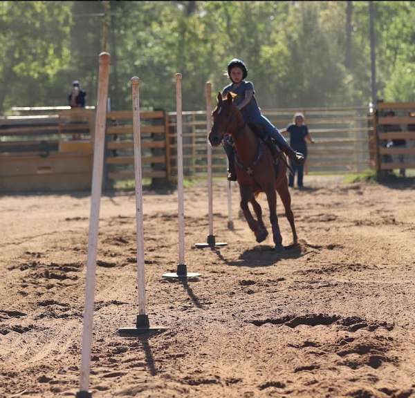 sorrel-barrel-racing-horse