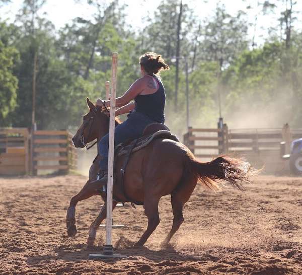 sorrel-gymkhana-horse