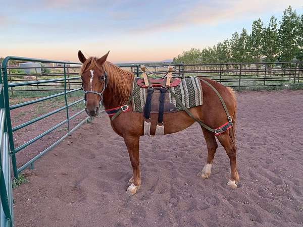 cowgirl-mustang-horse