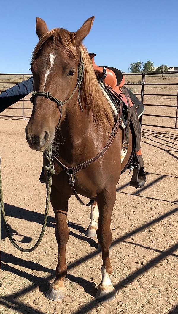 couple-mustang-horse