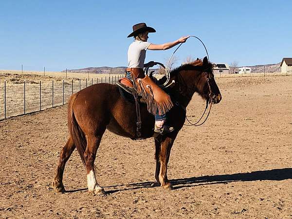 gates-mustang-horse