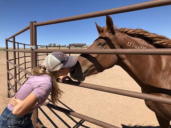 hands-mustang-horse