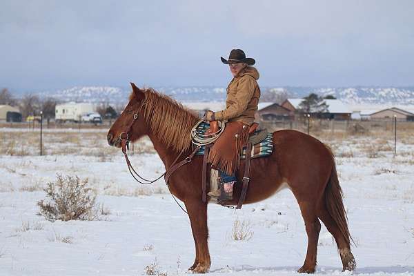 arena-mustang-horse