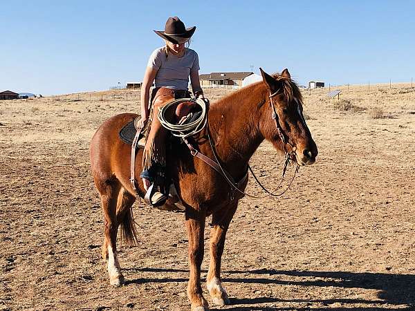 herd-mustang-horse