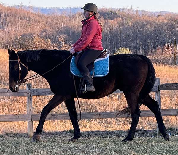 pleasure-family-gelding