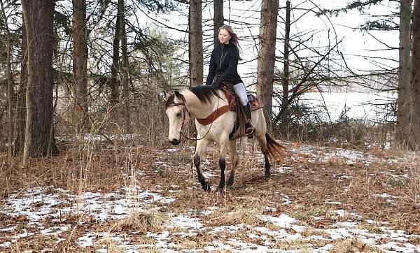 husband-safe-quarter-pony