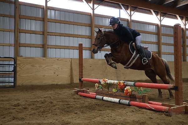 chocolate-working-equitation-pony