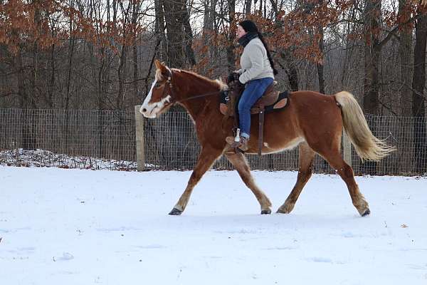 barrel-racing-paint-horse