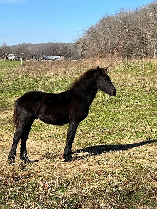 black-friesian-colt