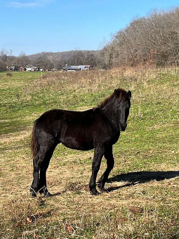 black-colt-for-sale