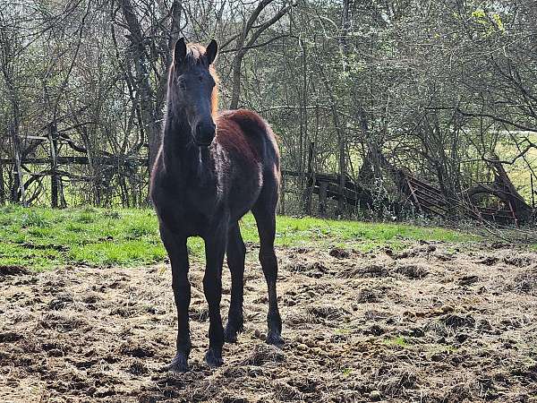 light-riding-friesian-horse