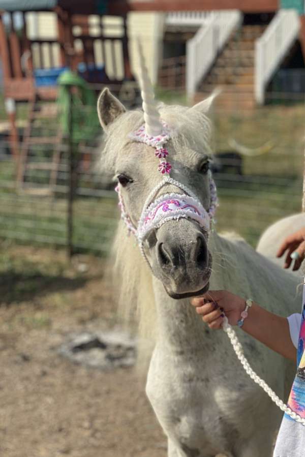 shetland-pony-for-sale