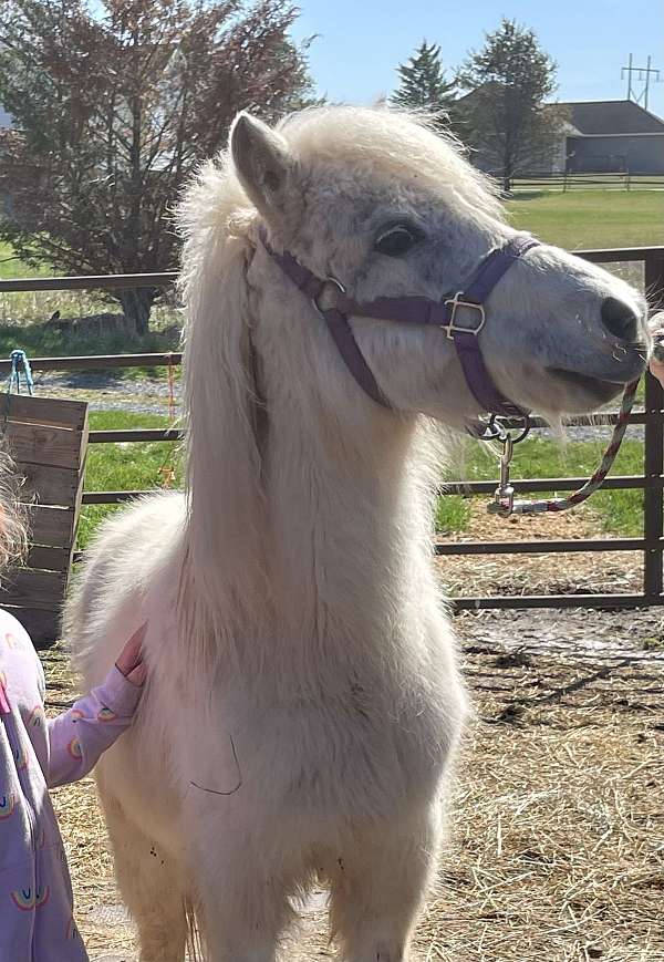 shetland-pony