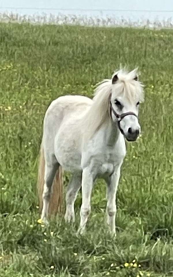 shetland-pony-mare