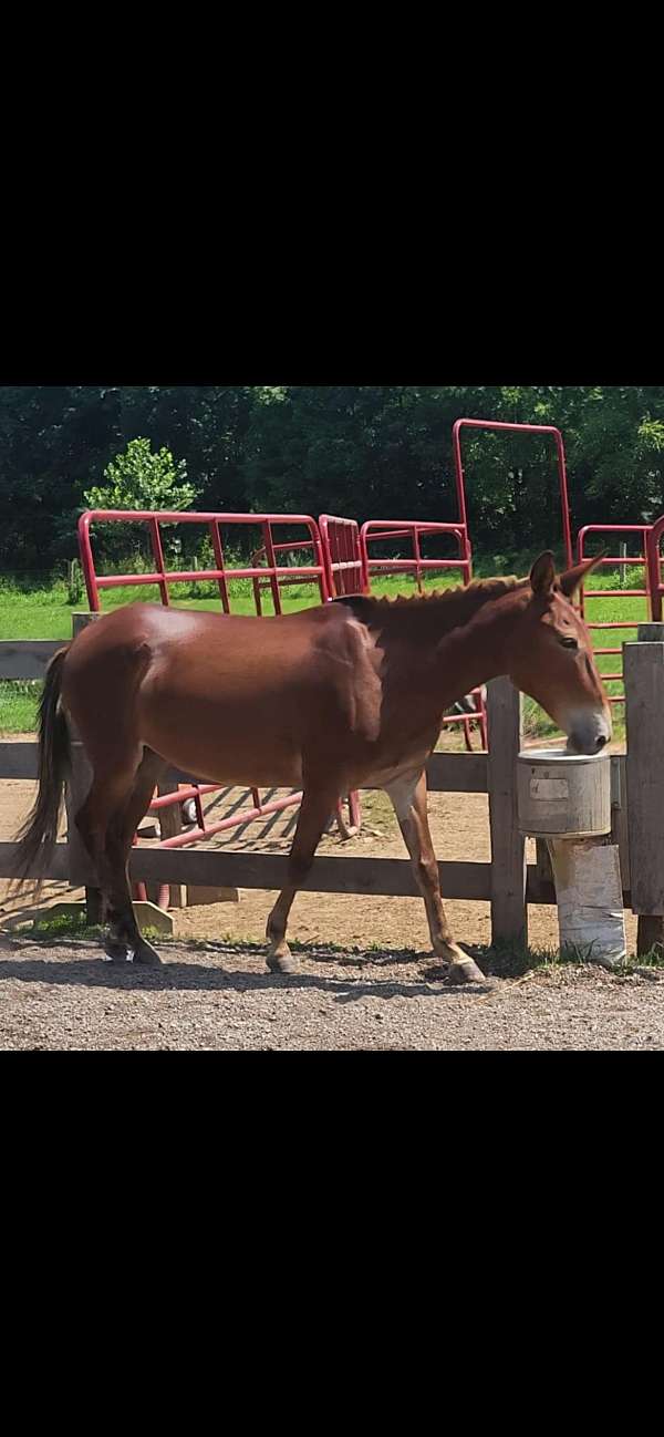 experienced-gaited-mule