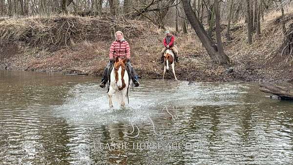 riding-driving-quarter-horse