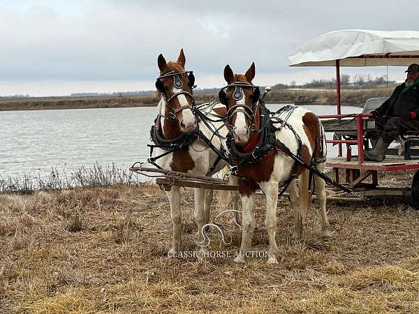 weddings-quarter-horse