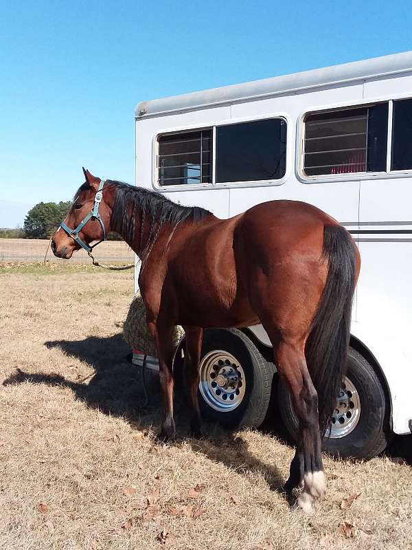 stripe-horse