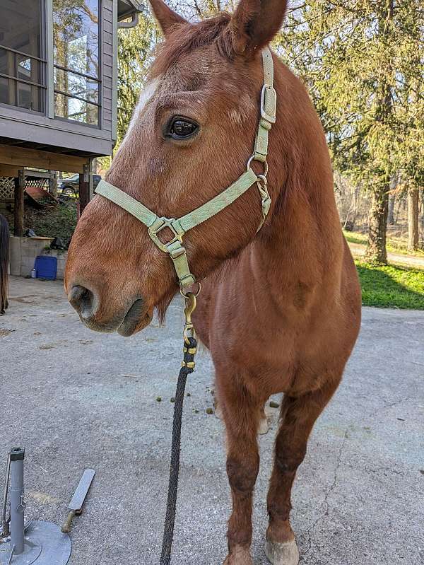 companion-morgan-horse