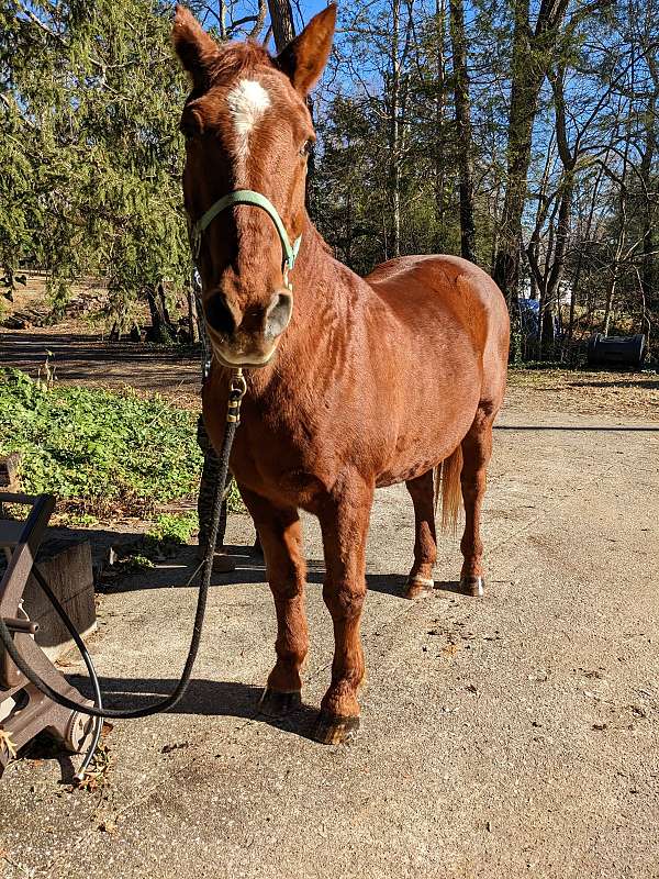 driving-morgan-horse