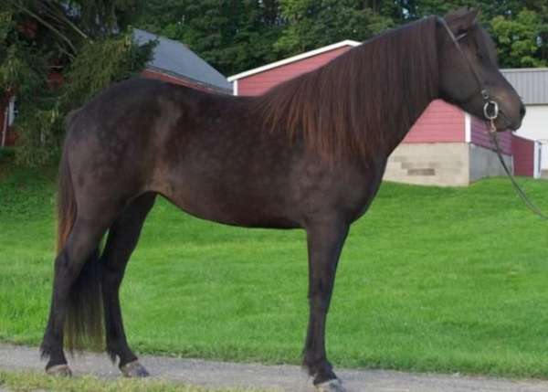 all-around-icelandic-horse