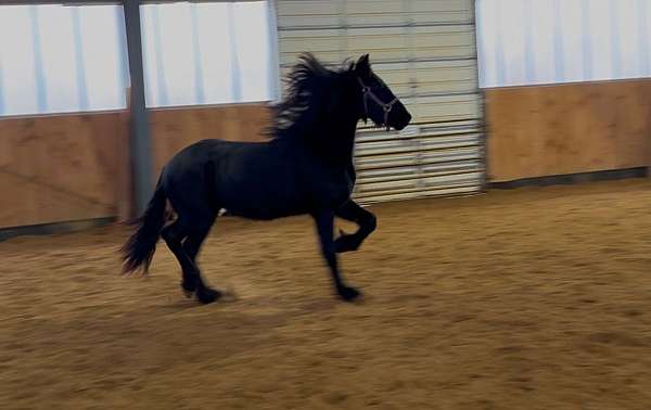 friesian-filly