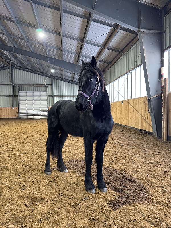 friesian-horse-for-sale