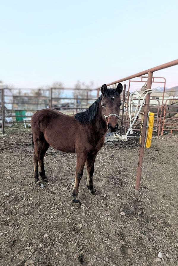 morgan-horse-for-sale