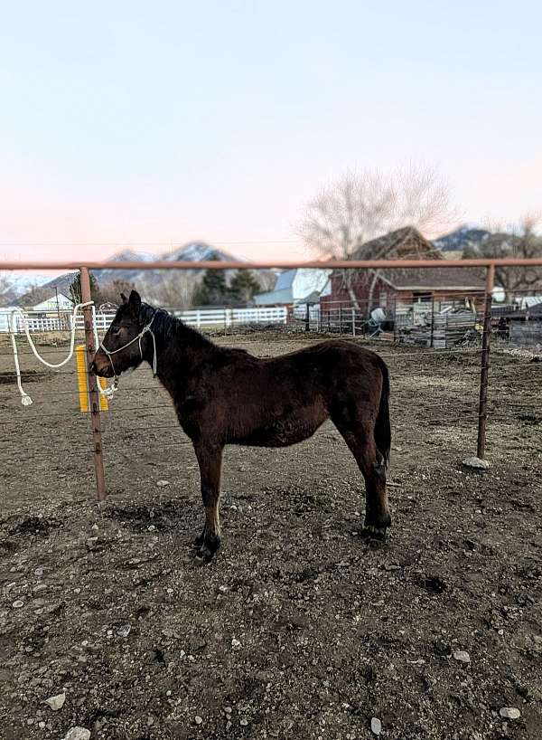 morgan-horse