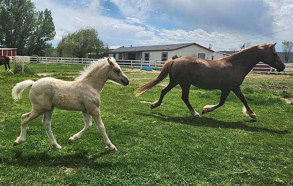 three-socks-narrow-blaze-horse