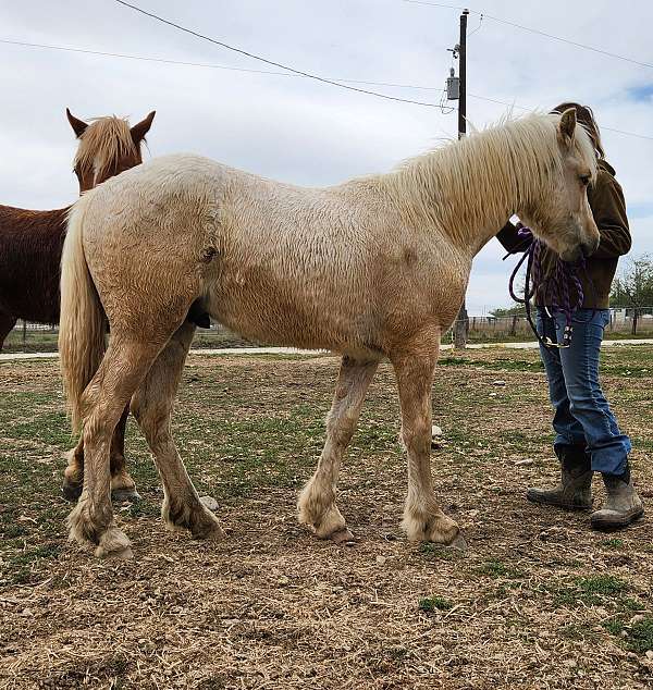 three-socks-narrow-blaze-horse