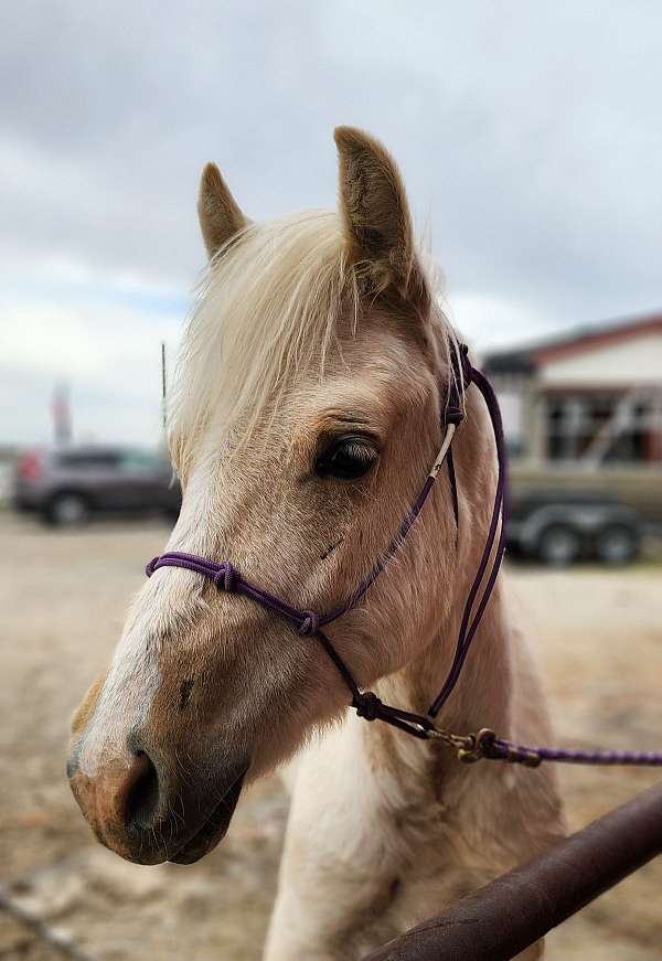 palomino-three-socks-narrow-blaze-horse