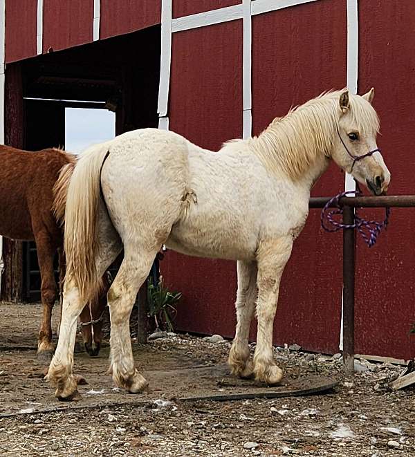 back-welsh-cob-horse