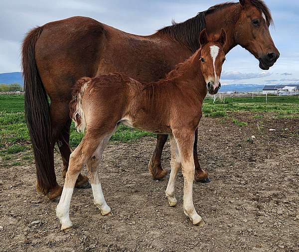 conjoined-starstripesnip-both-hind-socks-horse