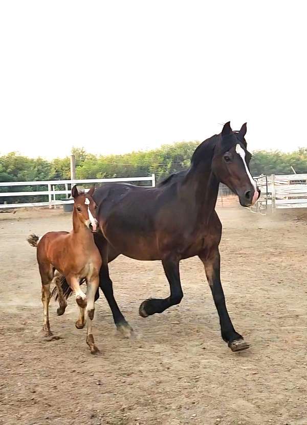 bay-conjoined-starstripesnip-both-hind-socks-horse