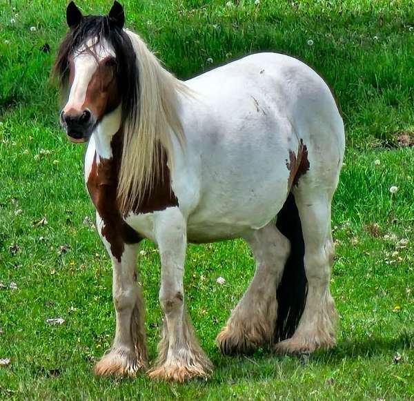 red-roan-foal