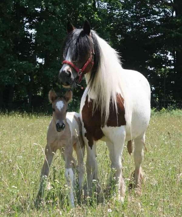 bay-white-tobiano-horse