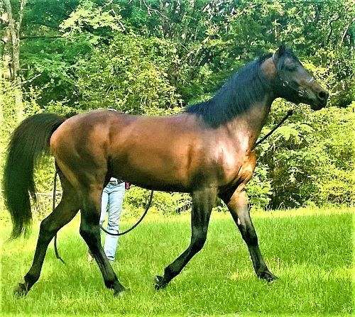 bay-black-racehorse