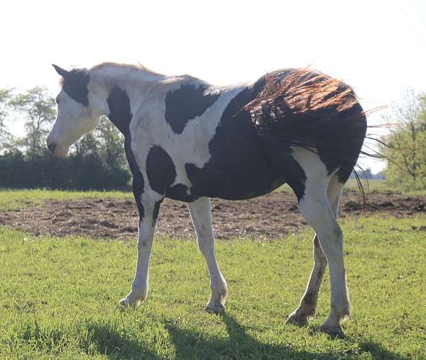 pinto-trail-riding-horse