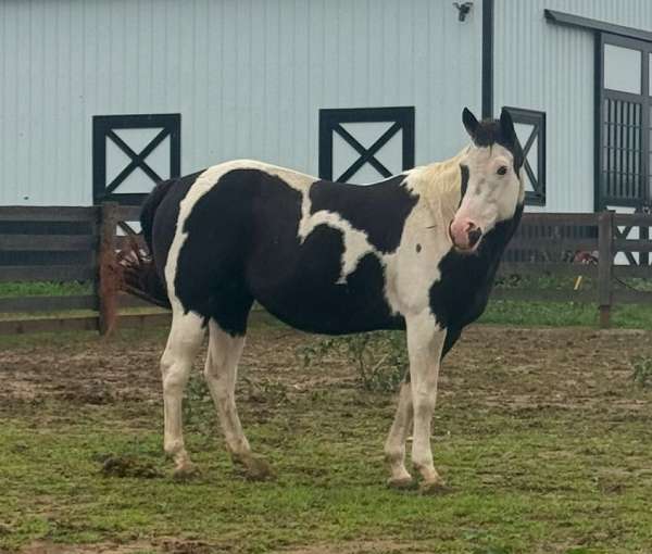 trail-riding-pinto-horse